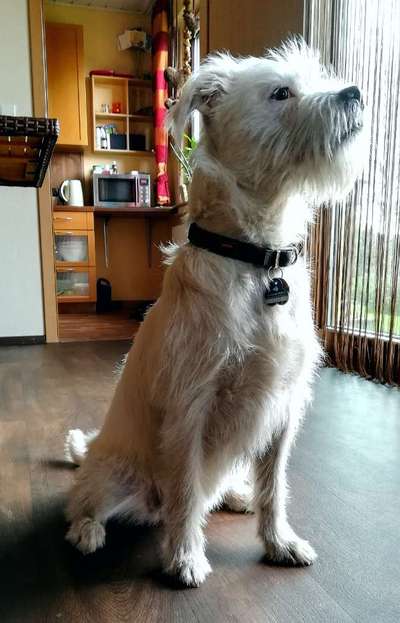 Sih Tschu-Beitrag-Bild