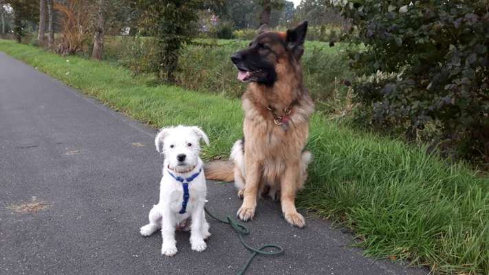 Sih Tschu-Beitrag-Bild