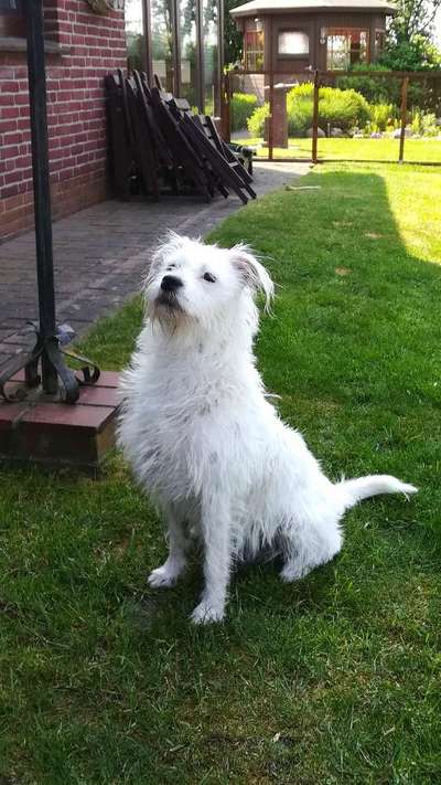 Sih Tschu-Beitrag-Bild