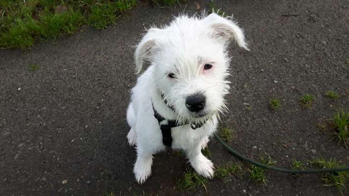 Sih Tschu-Beitrag-Bild