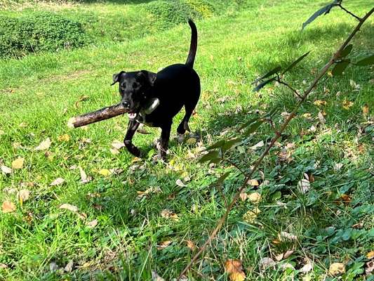 Patterdale Terrier-Beitrag-Bild