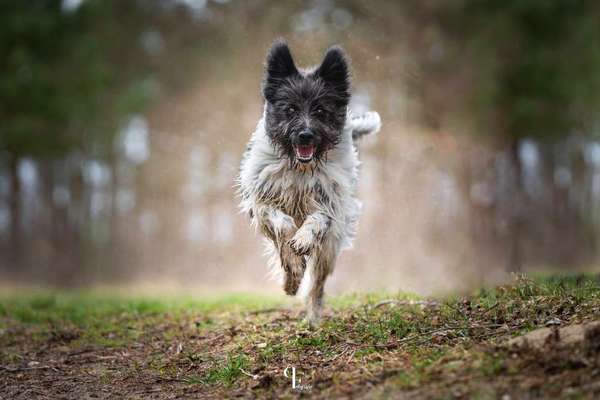 Hundefotografie und Erfahrungen-Beitrag-Bild