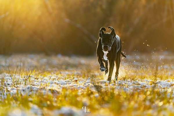 Fotochallenge No. 26                                     Wald und Wiese-Beitrag-Bild