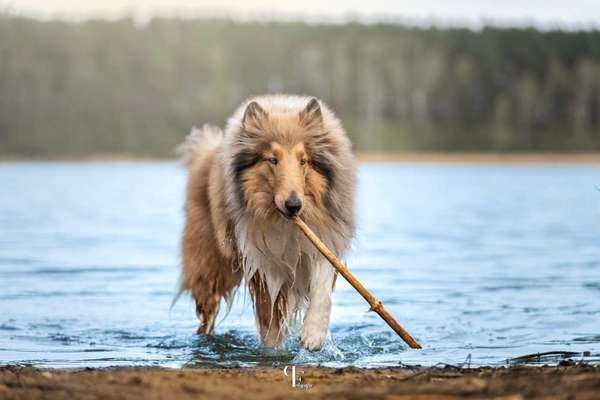 Hundefotografie und Erfahrungen-Beitrag-Bild