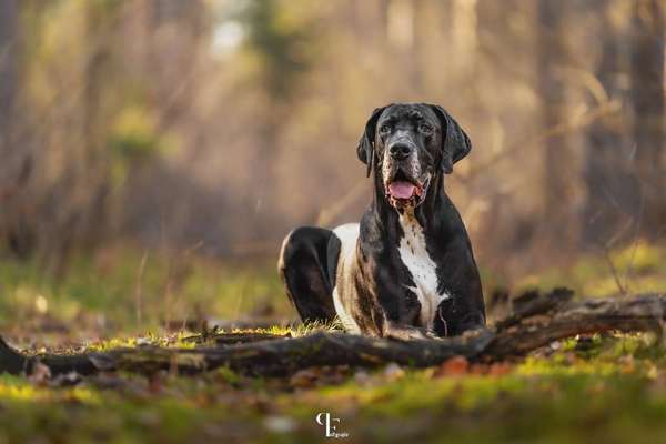 Zeigt mal die schönsten Bilder von euren Hunden !-Beitrag-Bild