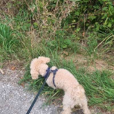 Hundetreffen-Kleiner Hundekumpel für Molly gesucht-Bild