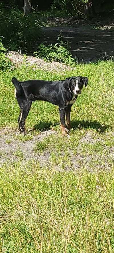 Die Dogorama Kalender Challenge 4/4-Beitrag-Bild