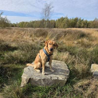 Hundetreffen-Hundebegnungen üben-Bild