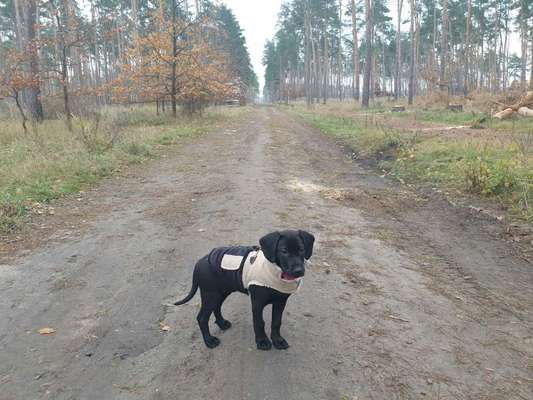 Welpen Bilder !-Beitrag-Bild