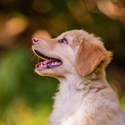 Tierfotografen-Nina Scheibe Fotografie-Bild