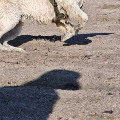 Hundetreffen-Gassi gehen spielen Training-Bild