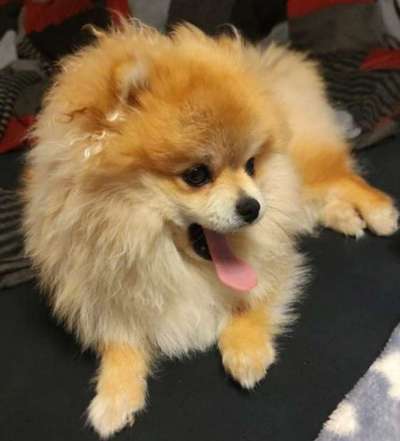 Fotochallenge Nr. 59 - Mein Hund zeigt die Zunge-Beitrag-Bild