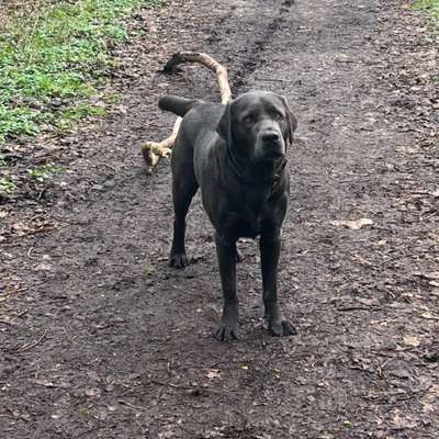 Hundetreffen-Hundefreunde Gassipartner-Bild