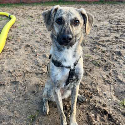 Hundetreffen-Gassirunde-Bild