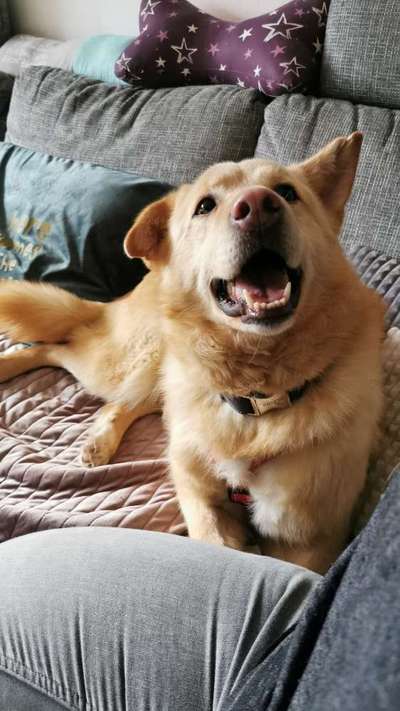 Hundetreffen-Toben mit Volt-Bild