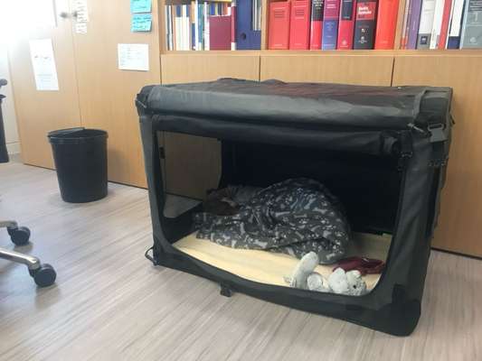 🐶 Sind Bürohunde jetzt VERBOTEN?! 😱-Beitrag-Bild