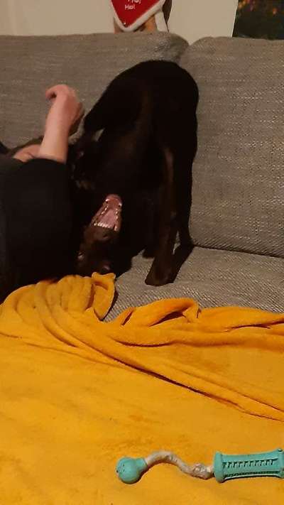 Die Dogorama-Wochen-Challenge "Die schönste Grimasse"-Beitrag-Bild