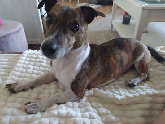 Hundetreffen-gemeinsam Gassi bzw wandern-Bild