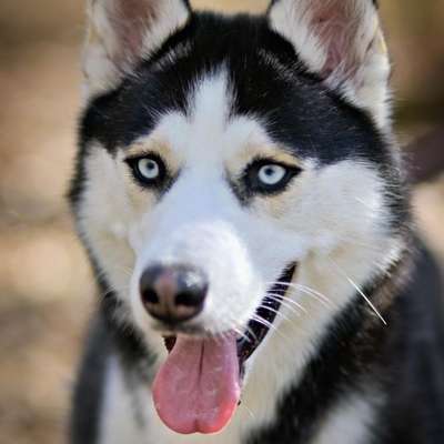 Hundetreffen-Chiva sucht eine Freundin zum spielen und spazierengehen-Bild