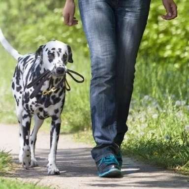 Giftköder-Training für Hund und Mensch-Bild