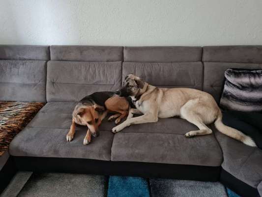 Bester Freund, Hundekumpel - zeigt her!-Beitrag-Bild