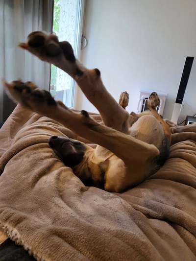 Zeigt eure verrücktesten Hundebilder-Beitrag-Bild