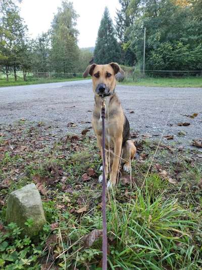 Deutsche Schäferhunde, Belgische Schäferhunde.-Beitrag-Bild