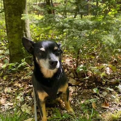 Hundetreffen-Gemeinsame Spaziergänge-Bild