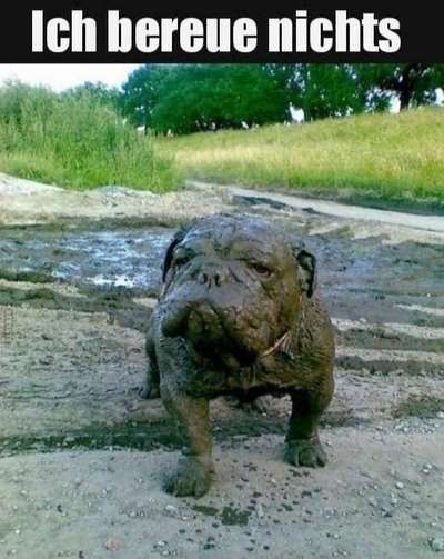 Hunde Memes-Beitrag-Bild