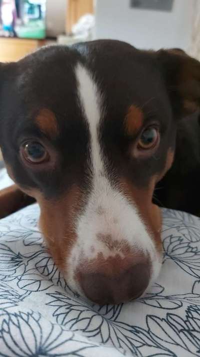 Doppelgänger gesucht !-Beitrag-Bild