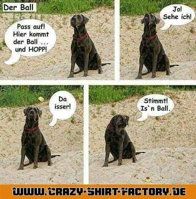 Hunde Memes-Beitrag-Bild