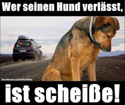 Hunde Memes-Beitrag-Bild