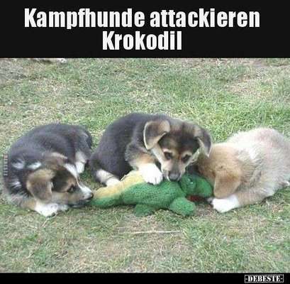 Hunde Memes-Beitrag-Bild