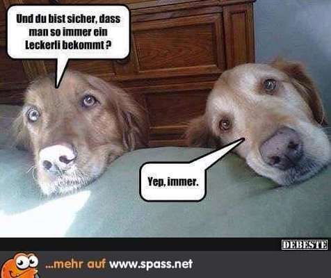 Hunde Memes-Beitrag-Bild
