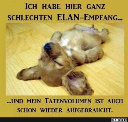 Hunde Memes-Beitrag-Bild