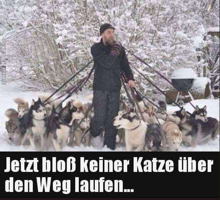 Hunde Memes-Beitrag-Bild
