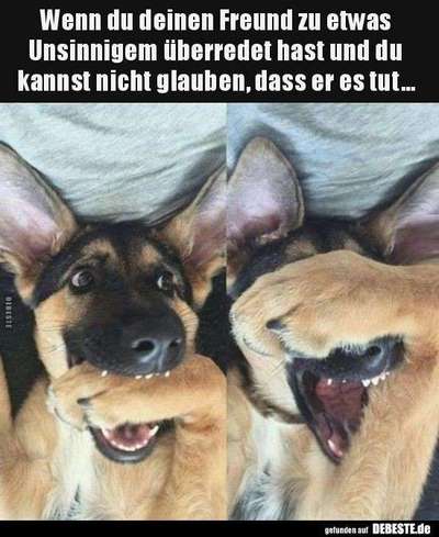 Hunde Memes-Beitrag-Bild