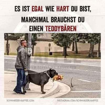 Hunde Memes-Beitrag-Bild