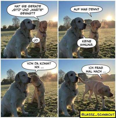 Hunde Memes-Beitrag-Bild