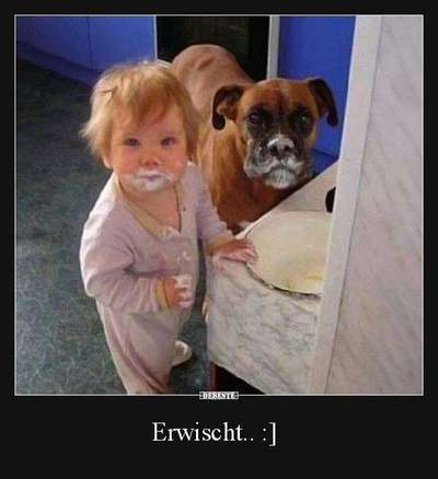 Hunde Memes-Beitrag-Bild