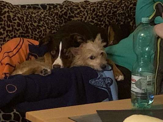 Hier ist der Spaßthread. Zum Schmunzeln und Kaputtlachen-Beitrag-Bild