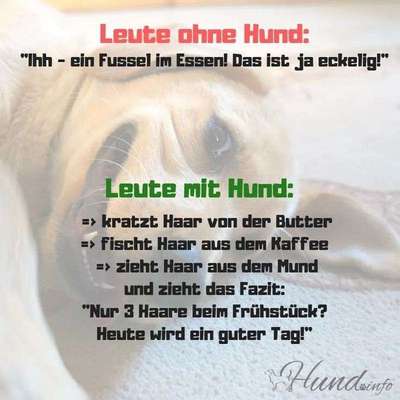 Hunde Memes-Beitrag-Bild