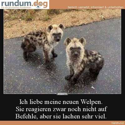 Hunde Memes-Beitrag-Bild