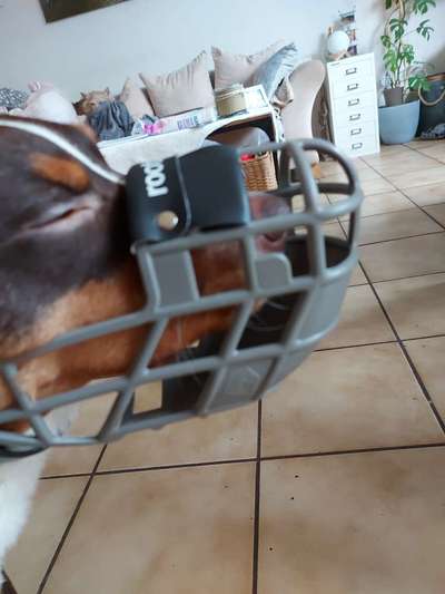 Wie sitzt mein Maulkorb / Maulkorb-Beratung-Beitrag-Bild