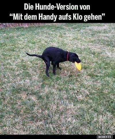 Hunde Memes-Beitrag-Bild