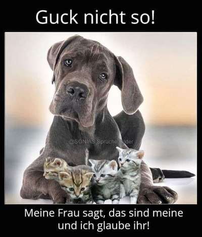 Hunde Memes-Beitrag-Bild