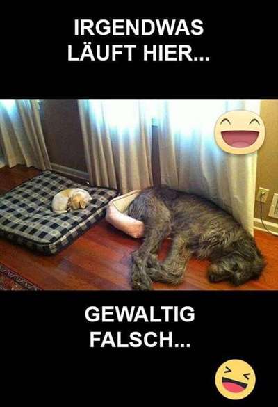 Hunde Memes-Beitrag-Bild