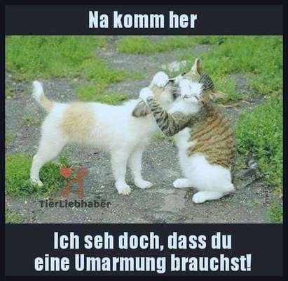 Hunde Memes-Beitrag-Bild