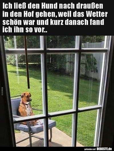 Hunde Memes-Beitrag-Bild
