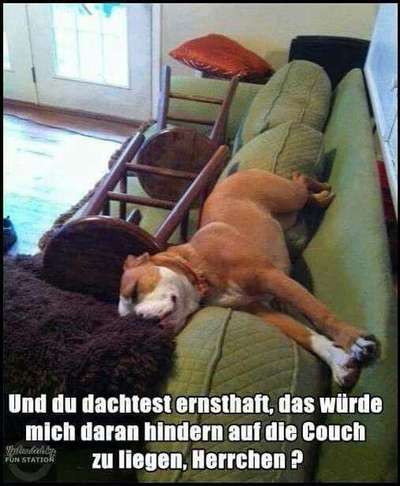 Hunde Memes-Beitrag-Bild